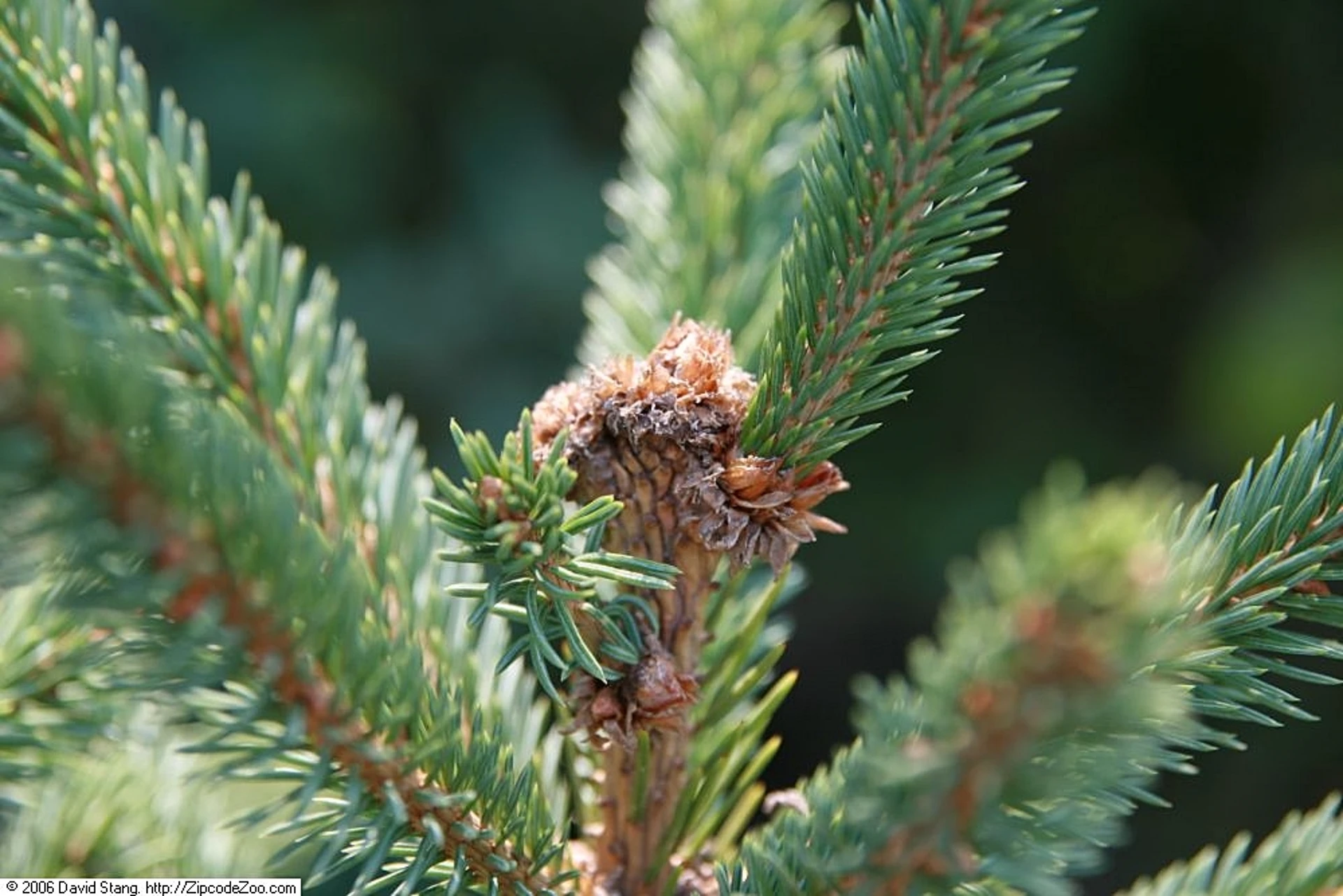 Black Hills Spruce Tree Care Plantly