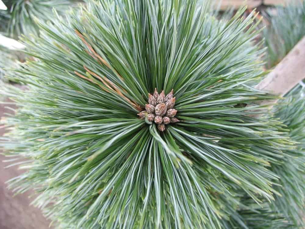 Vanderwolf Pine Tree Care and Growing Guide Plantly