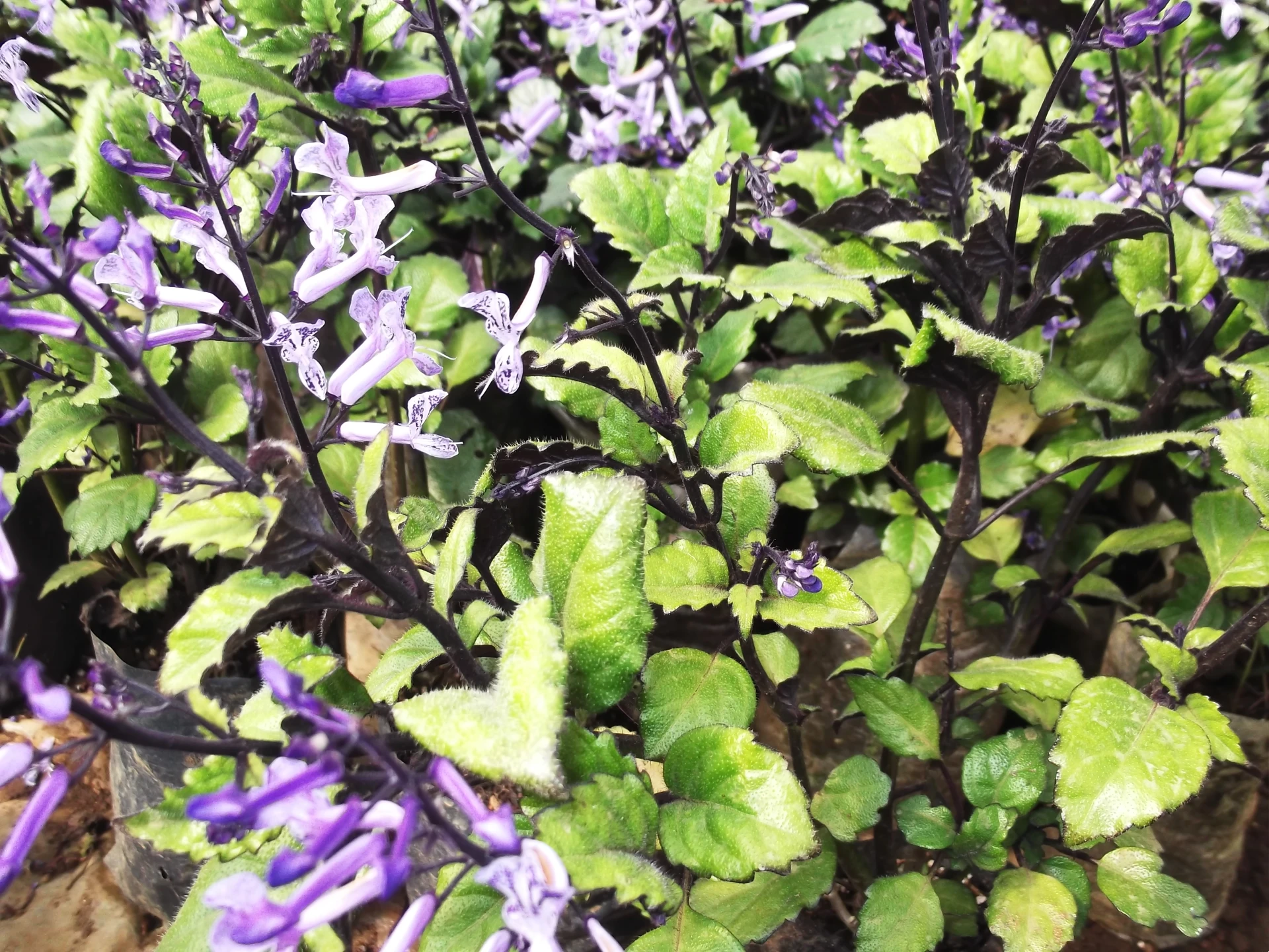 Plectranthus 'Mona Lavender' Plant Care Guide Plantly