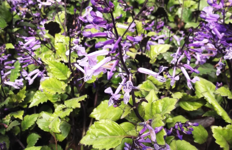 beautiful foliage and purple blooms of plectranthus mona lavender