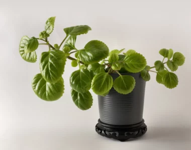 gorgeous swedish ivy in a pot