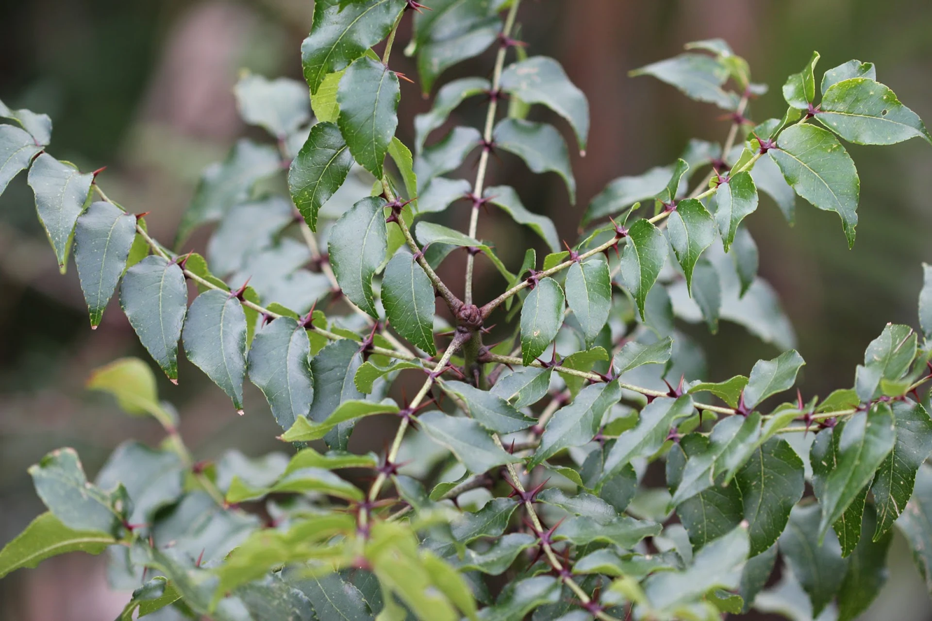 Prickly Ash Care: The Toothache Tree | Plantly