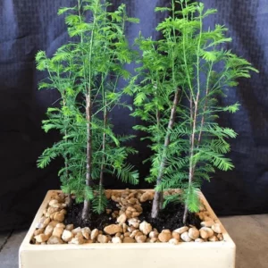 Bald Cypress Forest Planting. Shaded bonsai trees