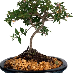 Cherry bonsai tree DWARF