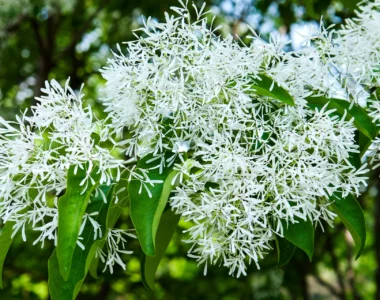 chinese fringe tree with white blooms
