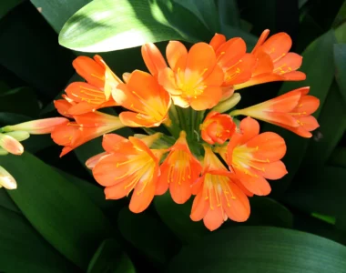 gorgeous flowers of clivia