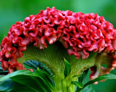 beautiful red flowers of celosia