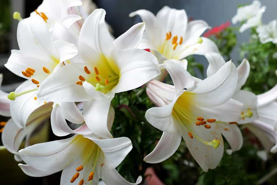 white lilies arrangement for independence day