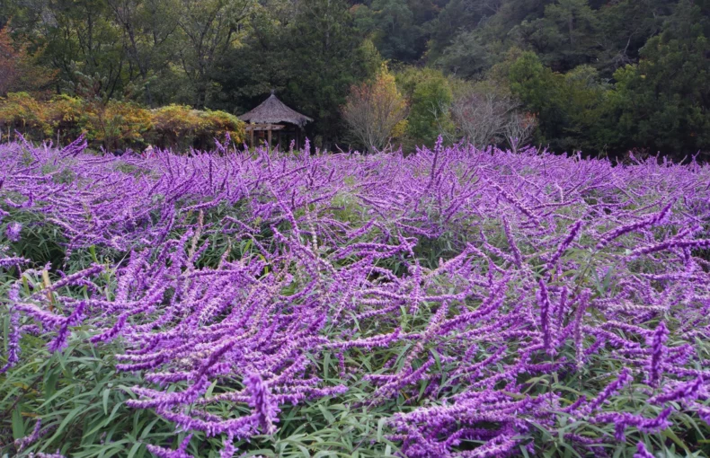 beautiful purple flower of mexican bush sage