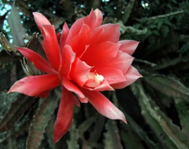 beautiful bloom of orchid cactus