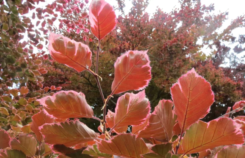 tricolor beech tree with beautiful foliage
