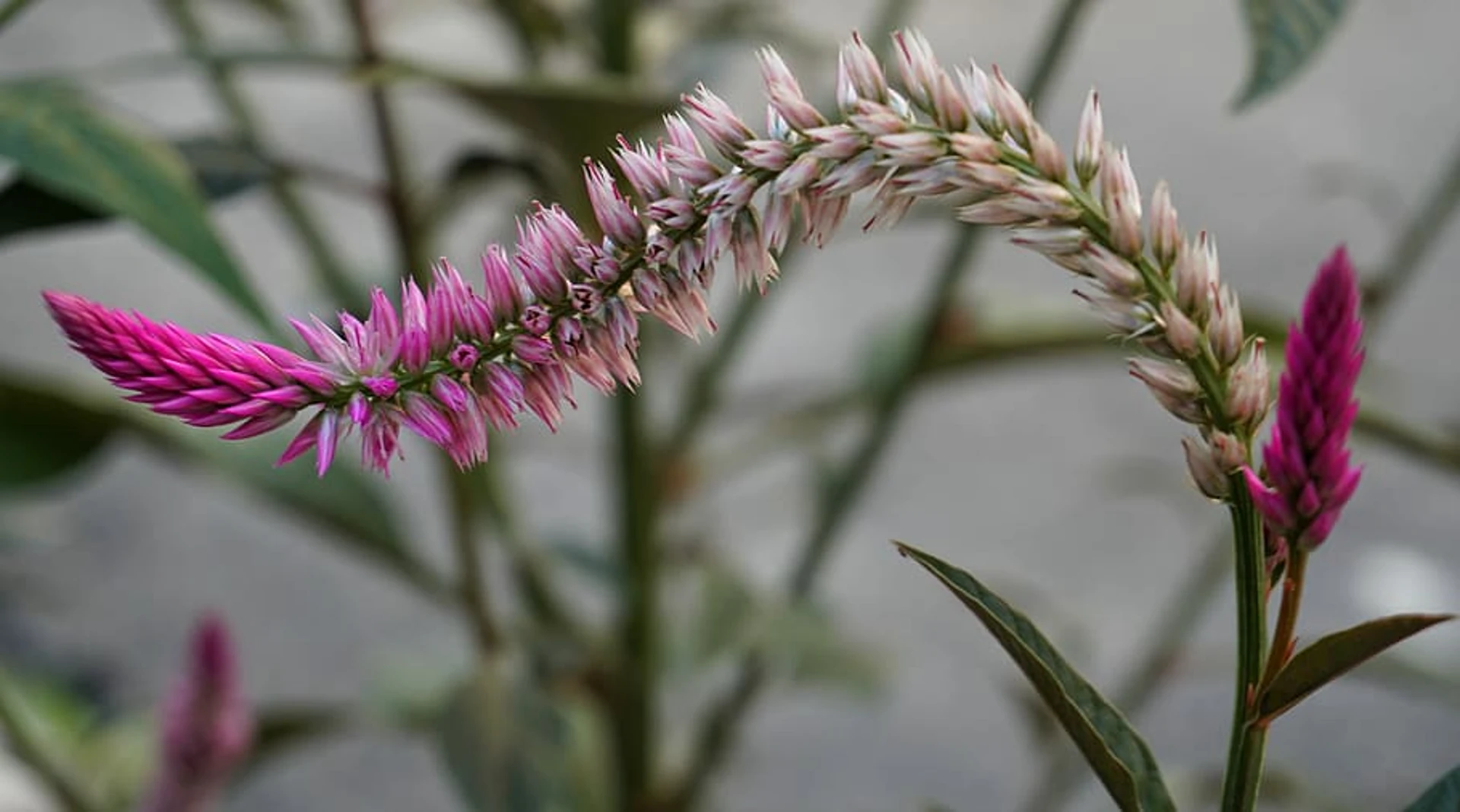 beautiful bloolm of celosia