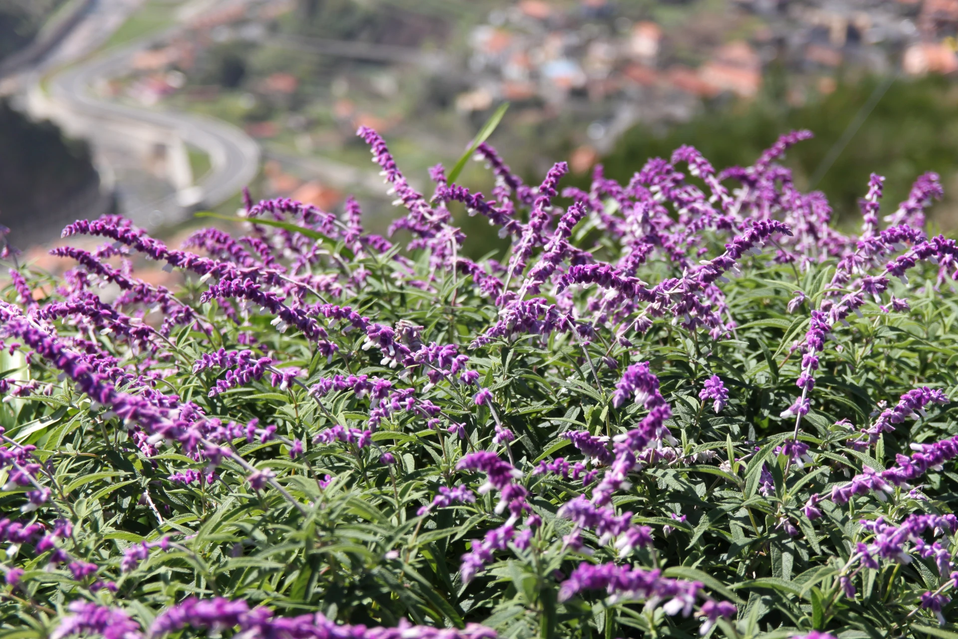 How to Grow and Care for Mexican Bush Sage | Plantly