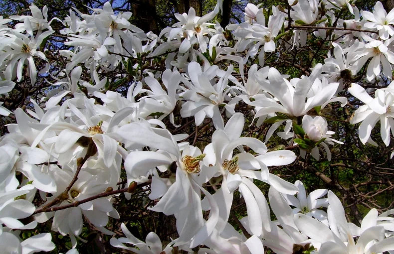 royal star magnolia