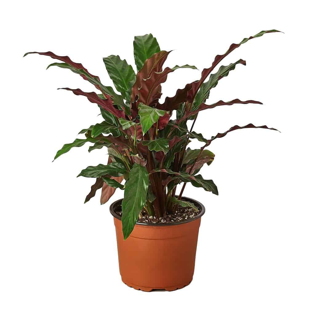Best Indoor Plants For Sale Cheap Plants for sale online Plantly