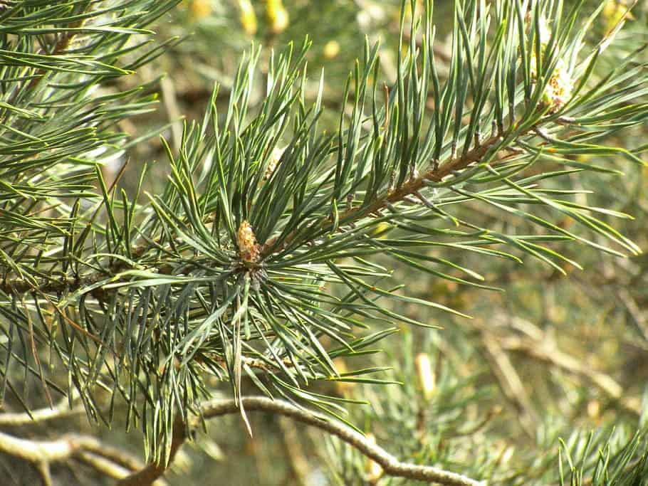 Vanderwolf Pine Tree Care and Growing Guide Plantly