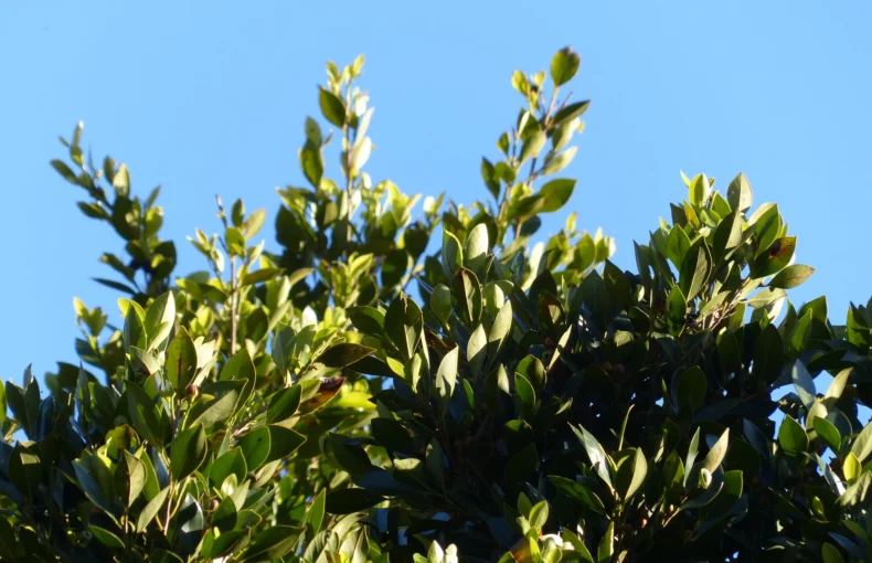 bay laurel foliage under full sun