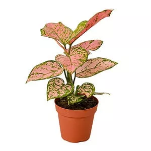 Chinese Evergreen 'Lady Valentine' | Pink Variegated Foliage in 4-inch pot