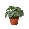 Peperomia Frost | Stunning And Easy-Care Plant, perfect for beginners | 4-inch pot