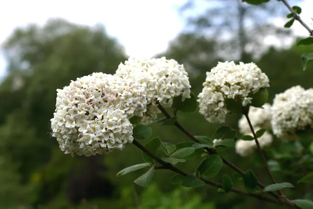 Korean spice viburnum