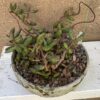 Succulent- Adromischus filicaulis ssp. filicaulis