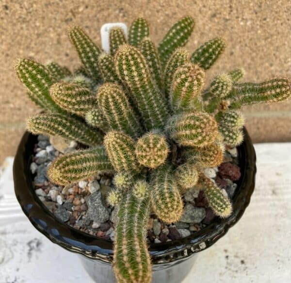 Cactus – Echinopsis chamaecereus (clumping)