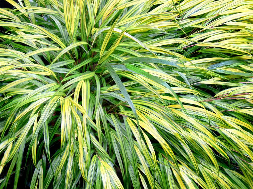 Hakonechloa macra Aureola
