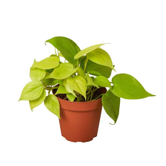 Philodendron Neon 4-inch pot