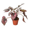 Rex Begonia Indoor Plant - Rare and Beautiful | 4-inch pot