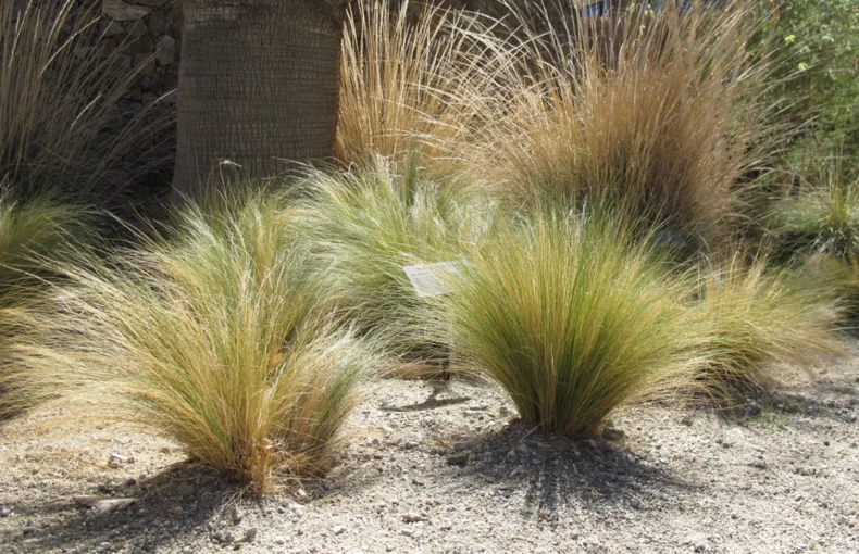 lovely mexican feather grass