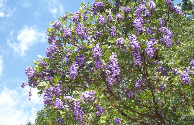 beautiful tree with purple flowers of texas mountain laurel