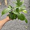 Philodendron Florida Beauty Red Stem Green 4 inch tall pot Live Plant