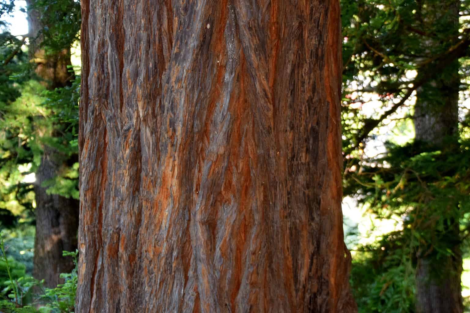 Giant Sequoia vs. Coast Redwood What's the Difference? Plantly