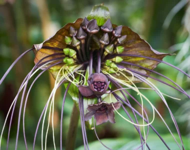 Beautiful and exotic bat flower