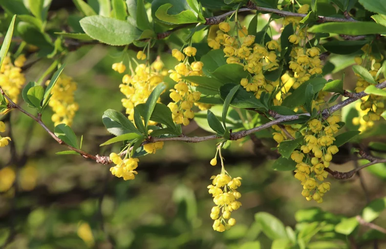 lovely yellow flowers of barberry