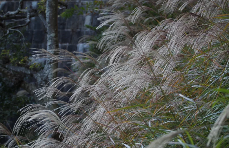 beautiful maiden grass
