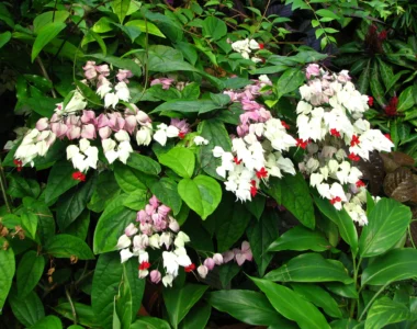 striking foliage and blooms of bleeding heart