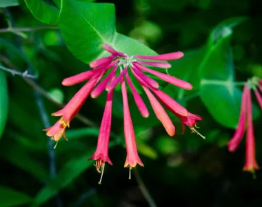 lovely blooms of coral honeysuckle