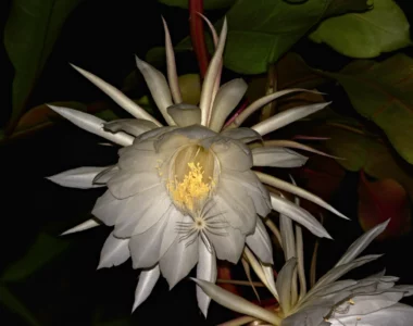 beautiful white flower of queen of the night