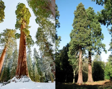 Giant Sequoia vs. Coast Redwood: What's the Difference?