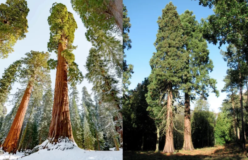Giant Sequoia vs. Coast Redwood: What's the Difference?