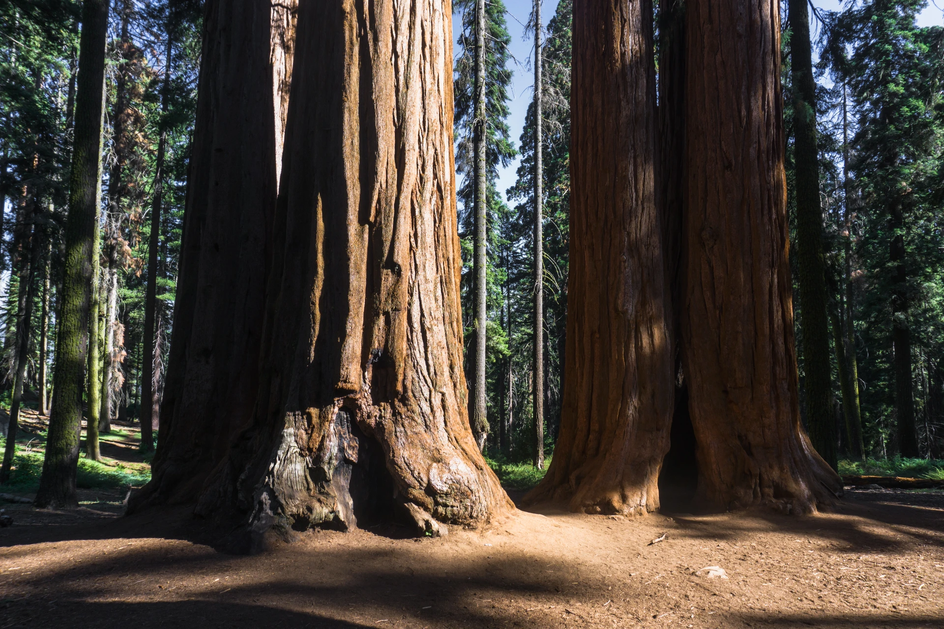 Giant Sequoias