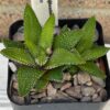 Succulent -Haworthiopsis attenuata f. tanba “ Enon
