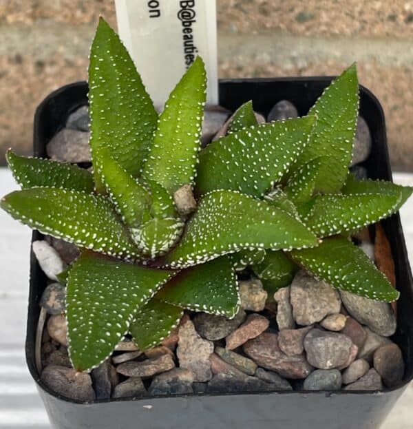 Cactus succulent -Haworthiopsis attenuata f. tanba “ Enon in a pot.