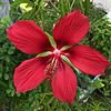 Hibiscus coccineus, Red Texas Star Hibiscus Seeds