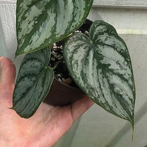 Philodendron brandtianum plant in 3" pot, Silver Leaf Philodendron