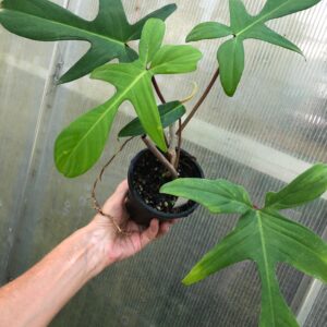 Philodendron Florida live plant in 4" pot