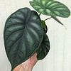 Alocasia 'Dragon Scale' - Elephant Ear Plant in 4" pot