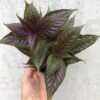 Persian Shield Plant - Strobilanthes Dyerianus Plant - in 3" pot