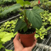 Philodendron Fuzzy Petiole - Rare Philodendron with Fuzzy Stems | 4-inch pot